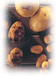 patate.jpg (9612 bytes)